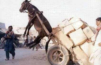 https：／／www.oralvy.cn／dongman／ 