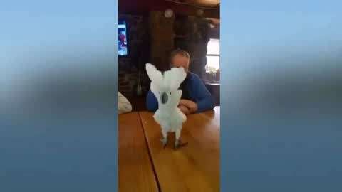 网红大瓜 支持一键特效与滤镜