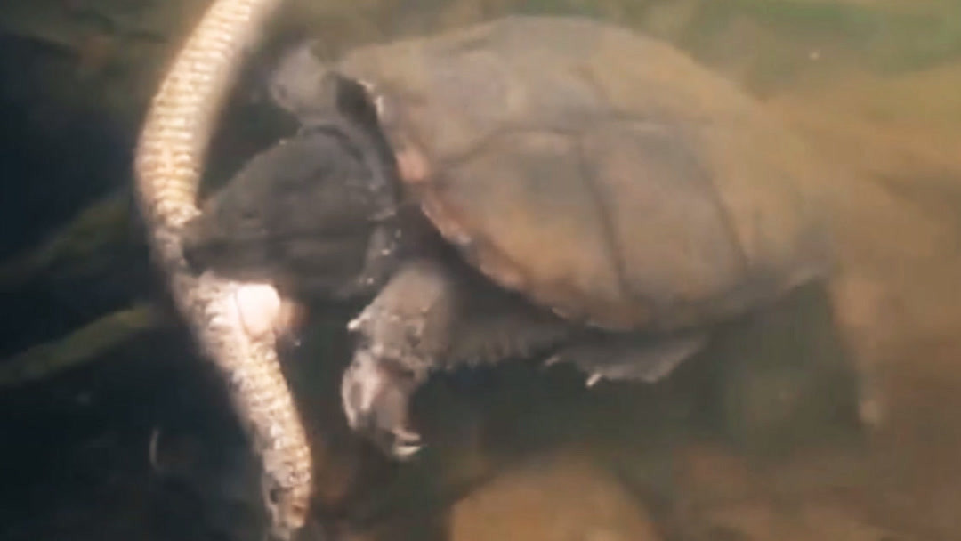 中文无码亚洲精品制服丝袜气个人