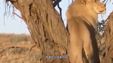 中文无码亚洲精品制服丝袜气个人 制服与丝袜的精品组合