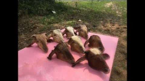 张津瑜蘑菇视频 以此命名的瑜蘑正式商业产品