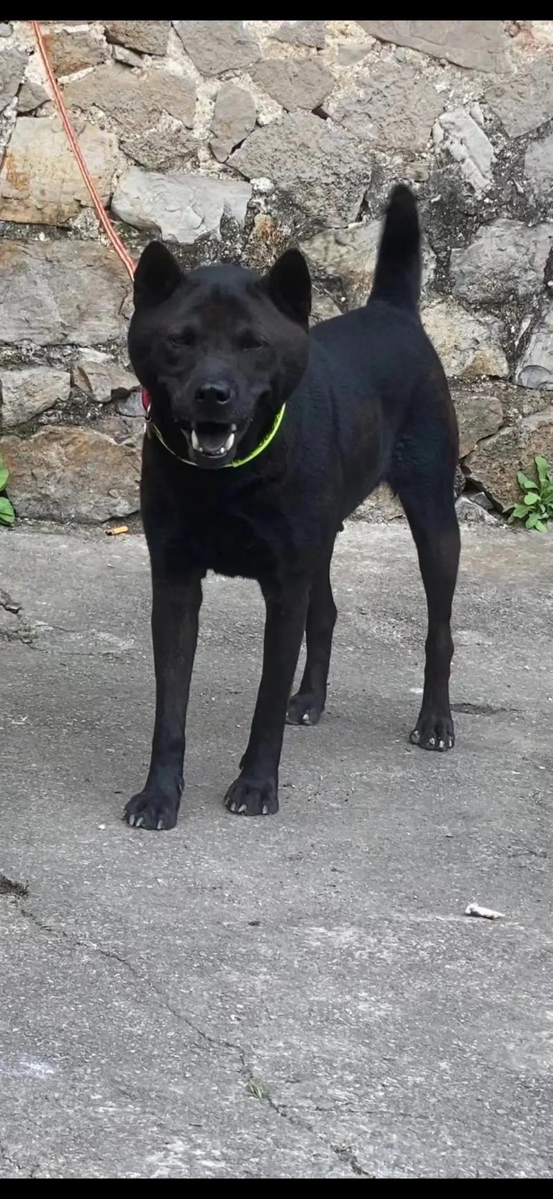 青山菜菜 游戏或文学作品中的角色名