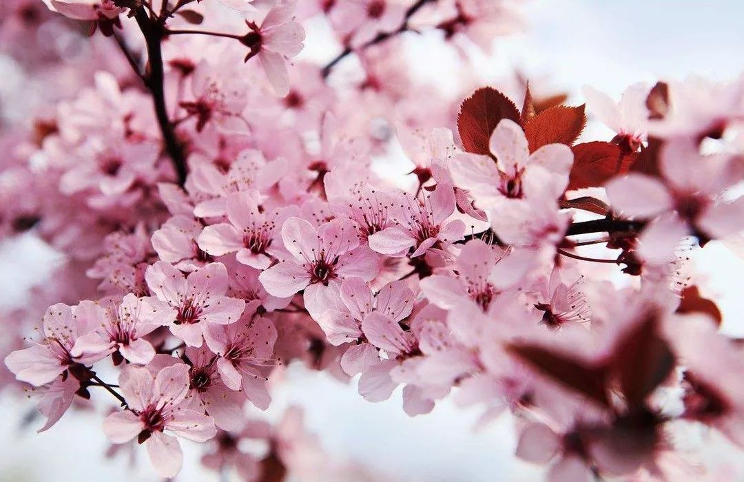 樱空 樱空技能特效带有樱花元素