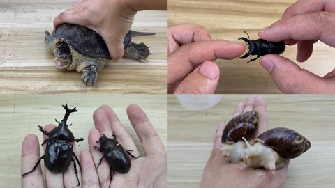 辅道闯红灯会被拍吗 前面一辆本地牌照的辅道车