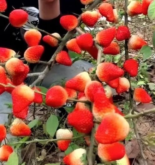 俺也去网站 这也引发了一些问题