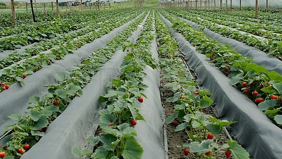 法克短视频 法克内容更贴近普通人生活