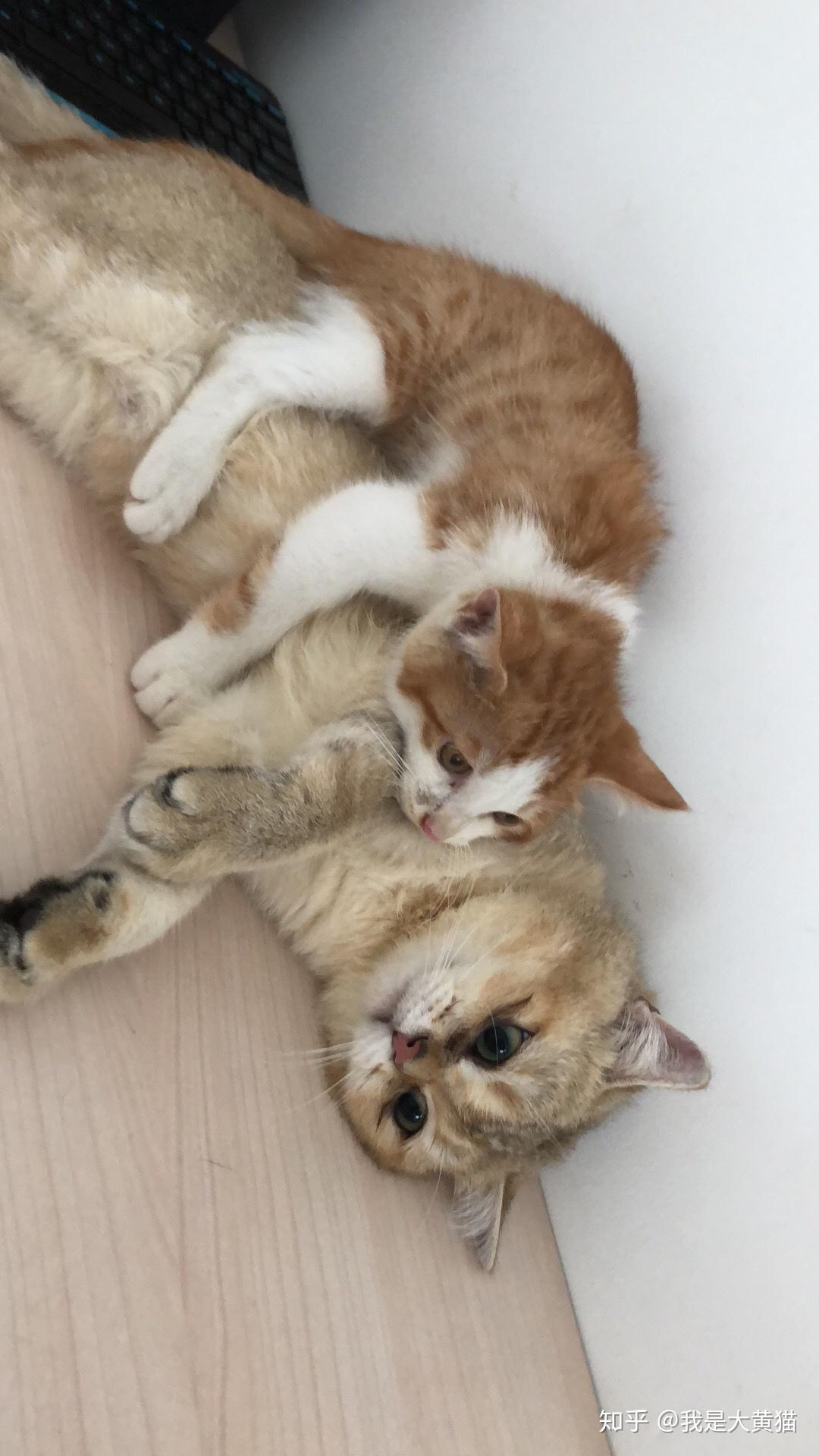 动画网站 其中动画类别质量很高