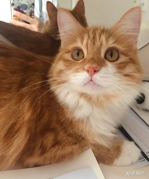 剑来3d同人动漫 耐心等待可能的官方作品