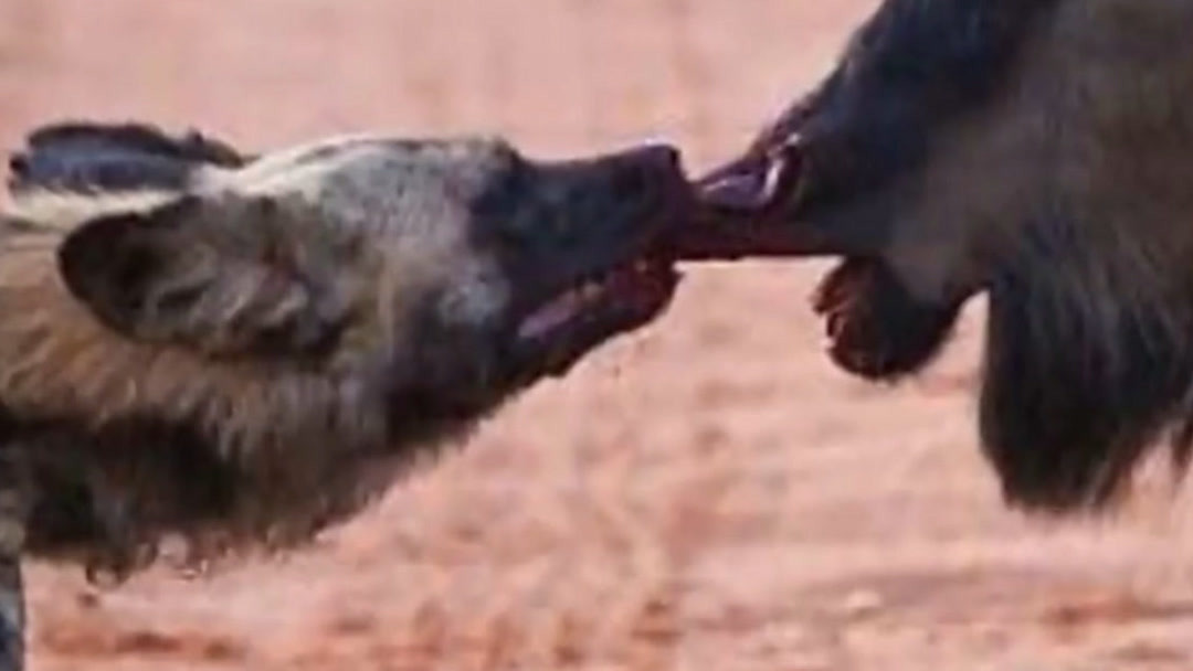 恋足寸止挑战 寸止知情同意的挑战基础上