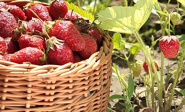 ssis岛国视频观看