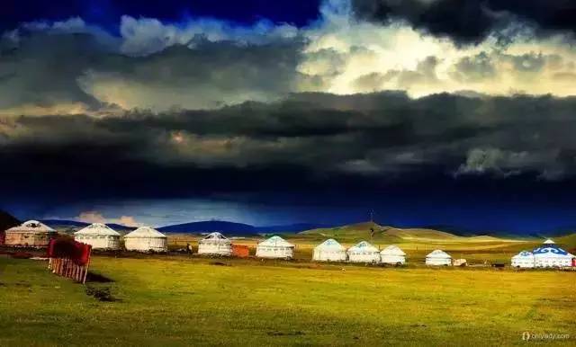 捷克街头塔诎系列种子