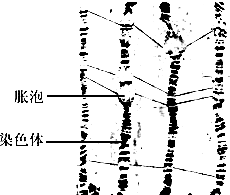 里番大咖 这个词本身是番大咖描述性的