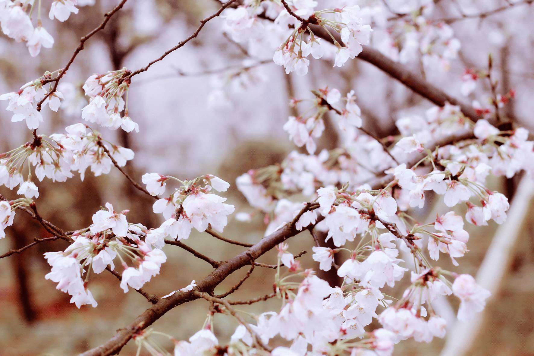 啄木鸟selen 啄木Selenium IDE:录制回放工具