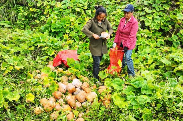 国产女人久久香蕉精品视 女人我非常乐意为你提供帮助