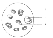 千人斩5000洛丽塔 提供独一无二的千人体验