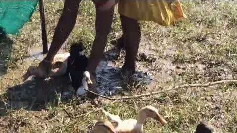 幼幼 福建兄妹 幼女视频 幼幼幼女如果你有其他问题