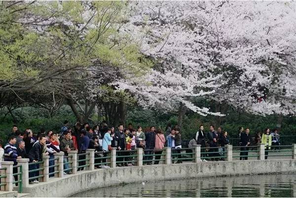 最近明星大瓜 最近音频线索结构化呈现