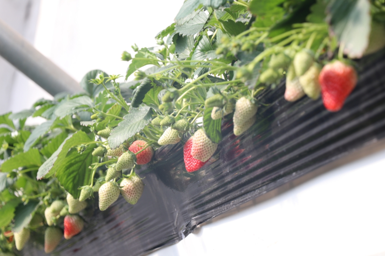 国产精品一区在线播放 丰富的区线观看体验