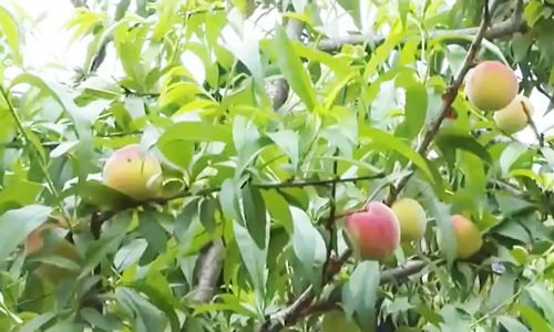 国产自产区44页 别看它只是国产44页纸