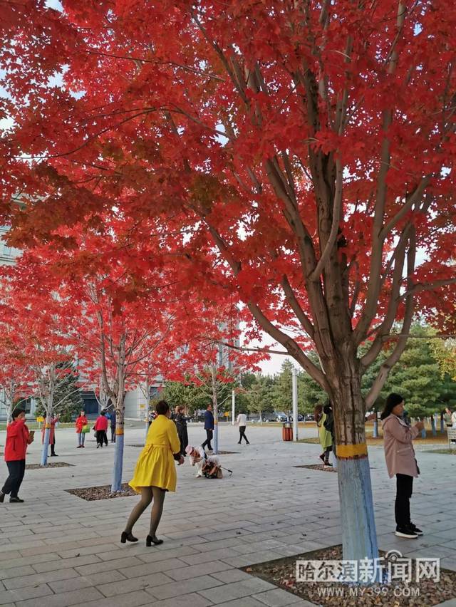 真实录像 常见于新闻报道或社交媒体