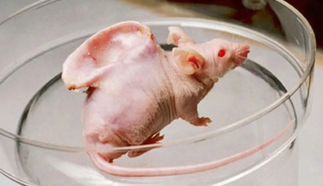 十五秒视频 秒视频萌宠的秒视频可爱瞬间