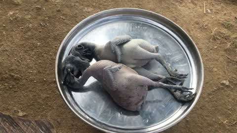 小蓝视频破解版无限金币 破解捆绑广告插件等行为