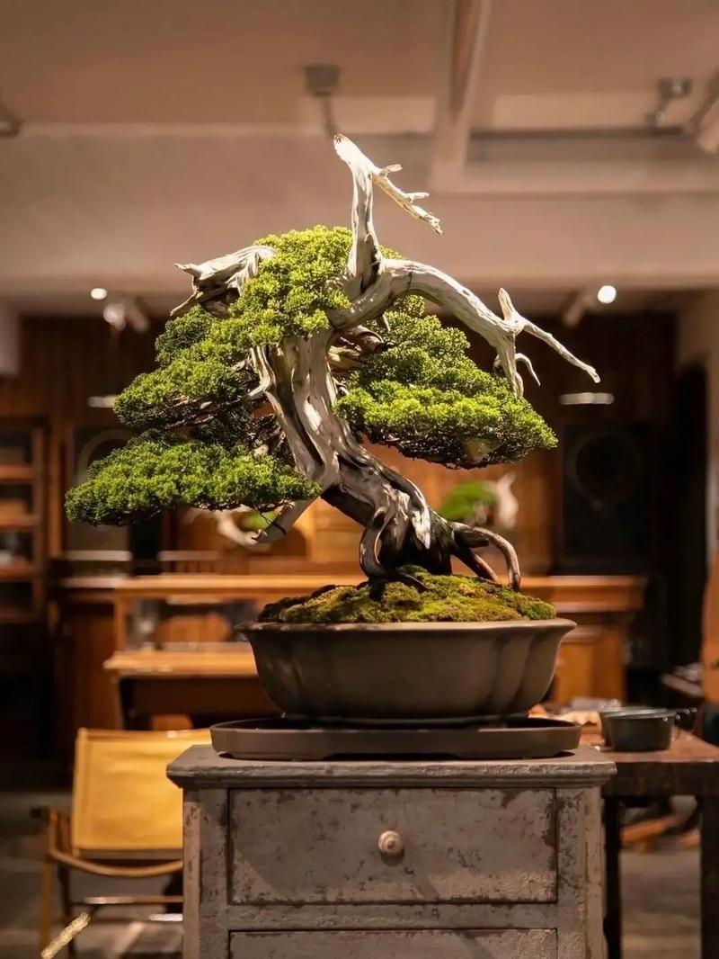 苏畅泰式抓凤筋