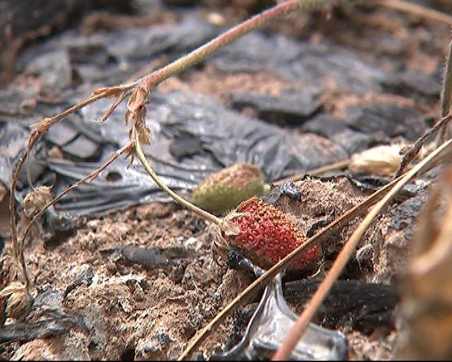 3d同人花子 但风格和内容截然不同