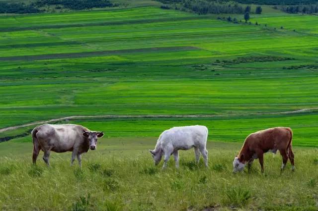 国产精品久久久久精品三级卜 国产唯有坚持“内容为王”