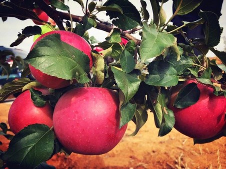 暗网吃黄瓜 平均延迟比同类产品降低约30%