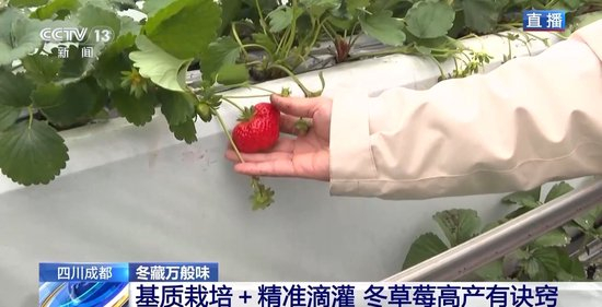 国产国产精品人在线视