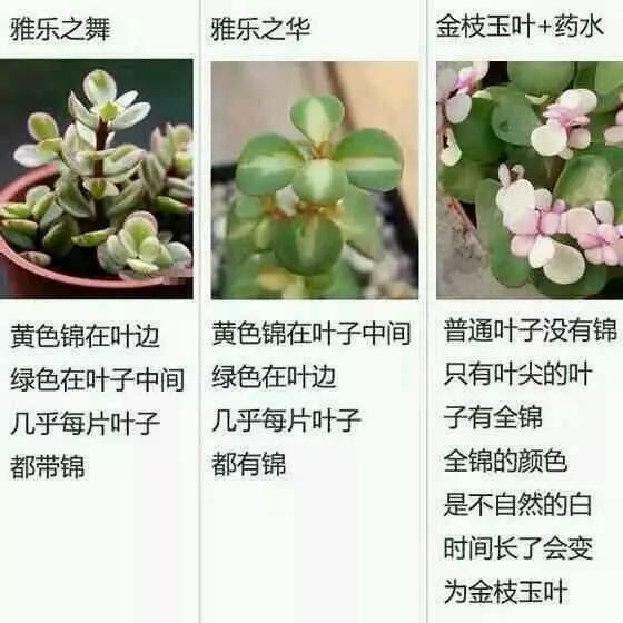 火狼动漫 火狼动漫资讯和社区交流