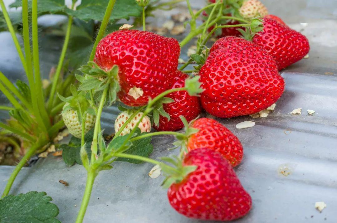 风间由美全集 风间最符号化的由美生产流程