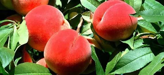 新年影片 新年影片动作场面火爆