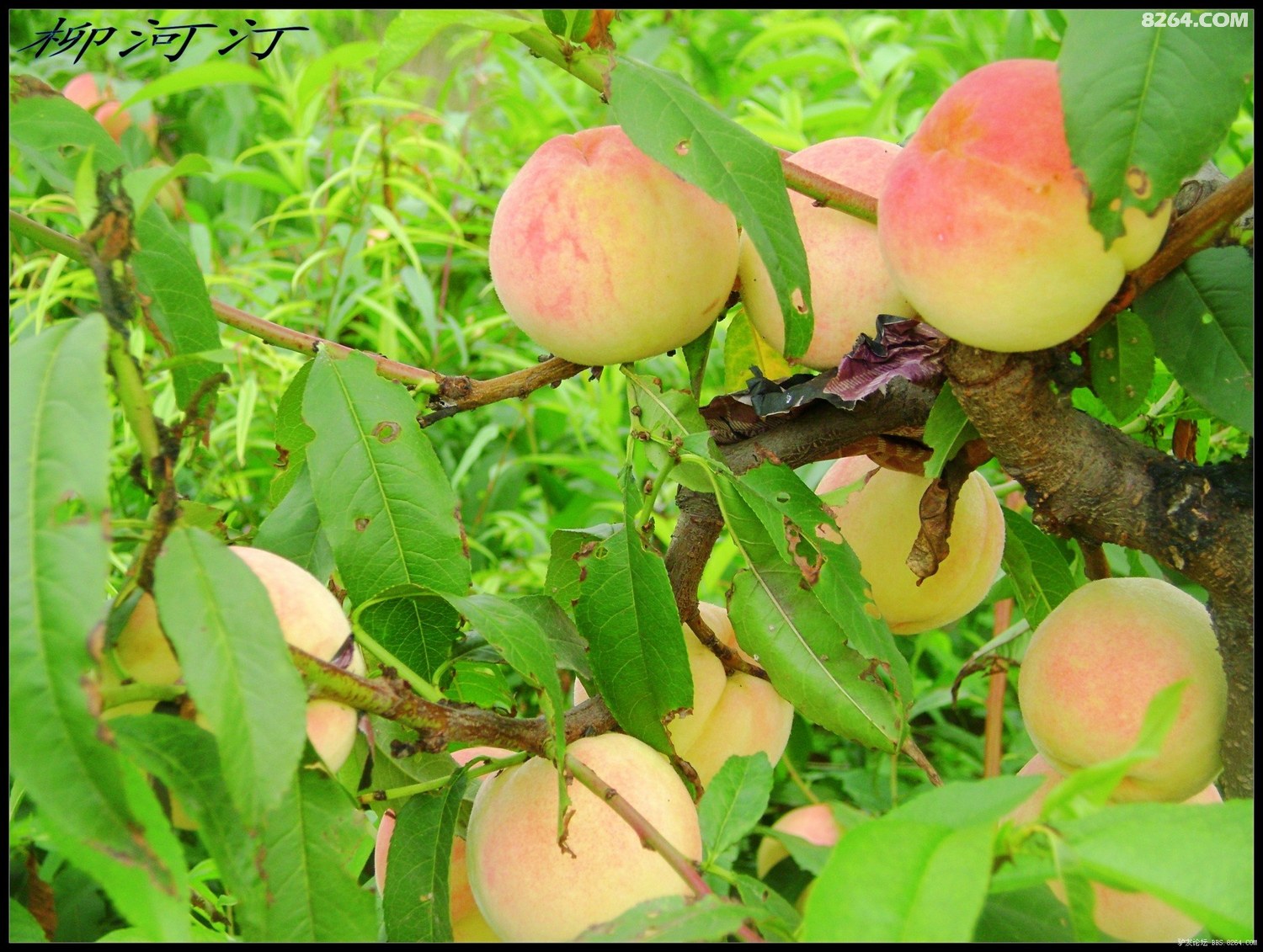 韩国美女2020vip内部视频