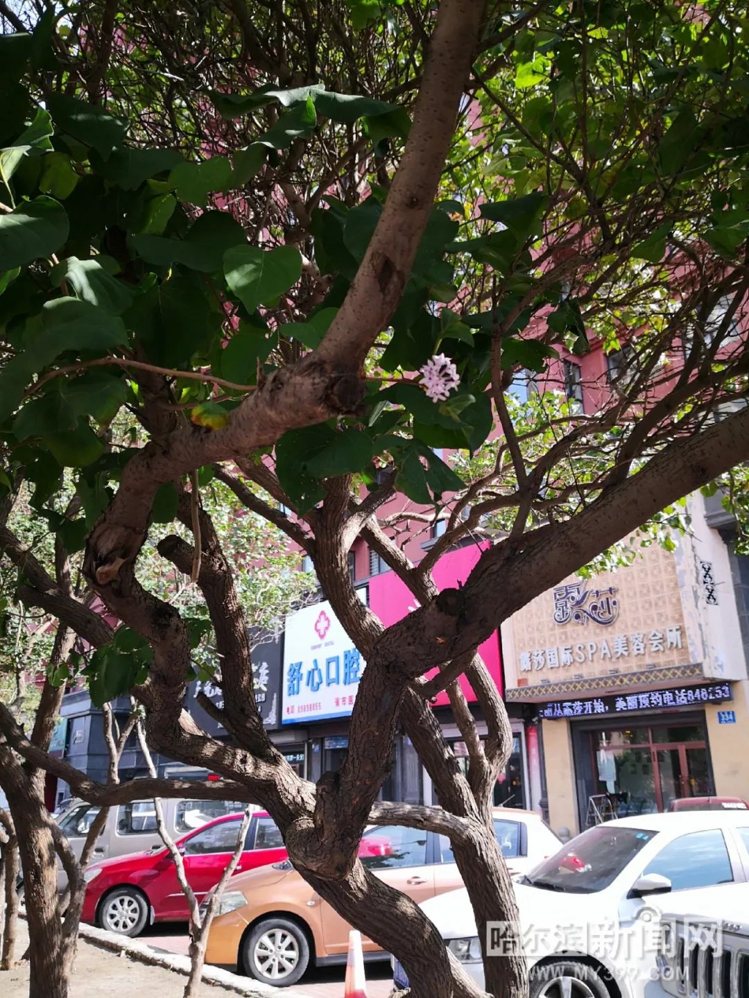 同学会动漫中文 为何推荐：画风清新