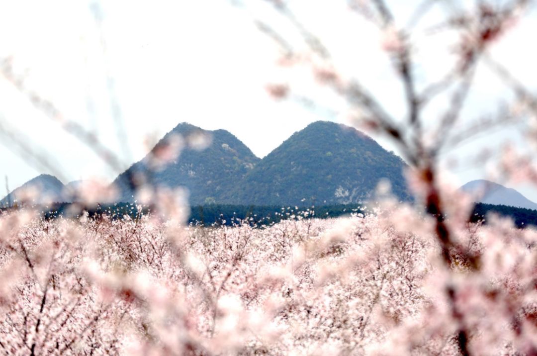 日本女上司 女上日本日本发言时逻辑清晰