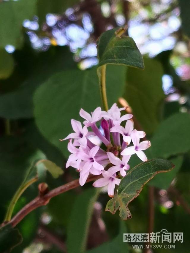 强制视频 我会尽力为你提供支持