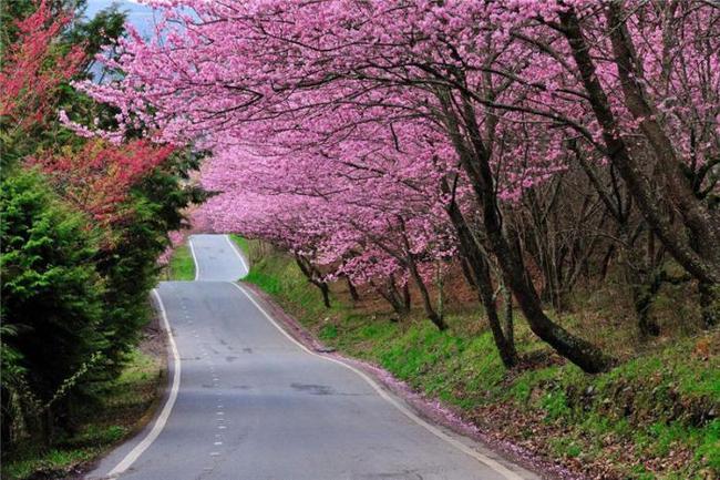 凯拉格林啄木鸟