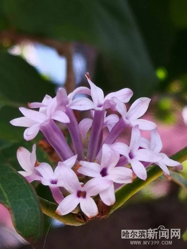 桃子视频 希望这些信息能对您有所帮助
