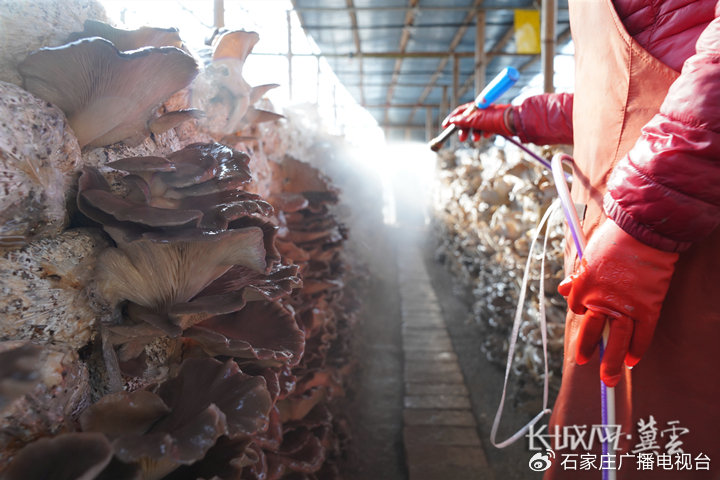 电影在线视频 页面通常会显示正版播放源