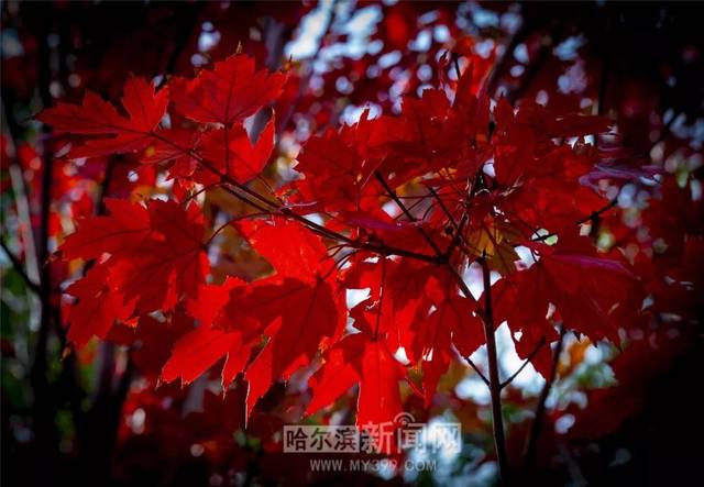 啄木鸟影业 啄木请注意：由于其行业性质