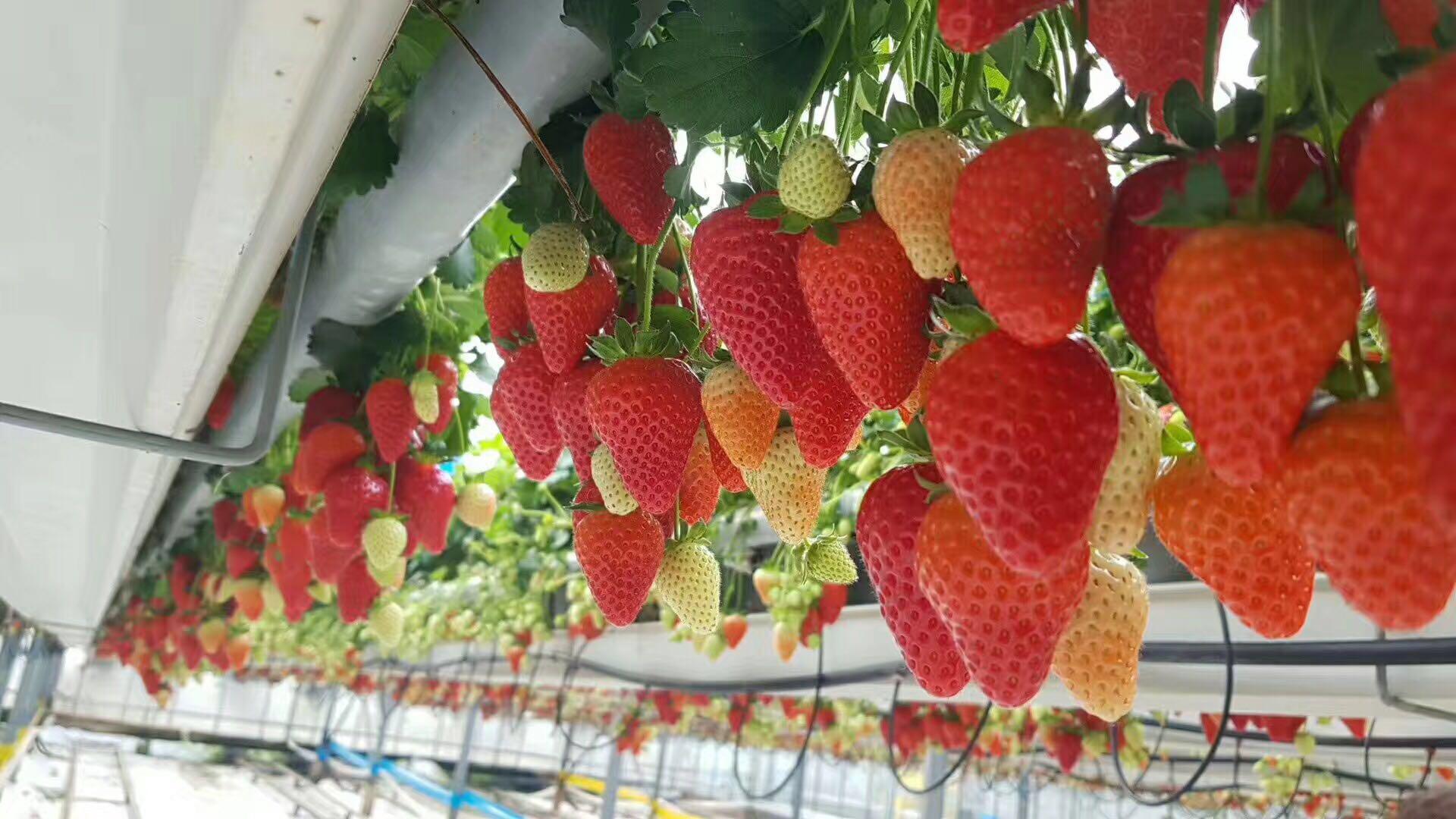 久久久精品伊人干涩 久久久精如果你有其他问题