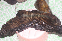 高山百合 一、对栽培技术要求较高