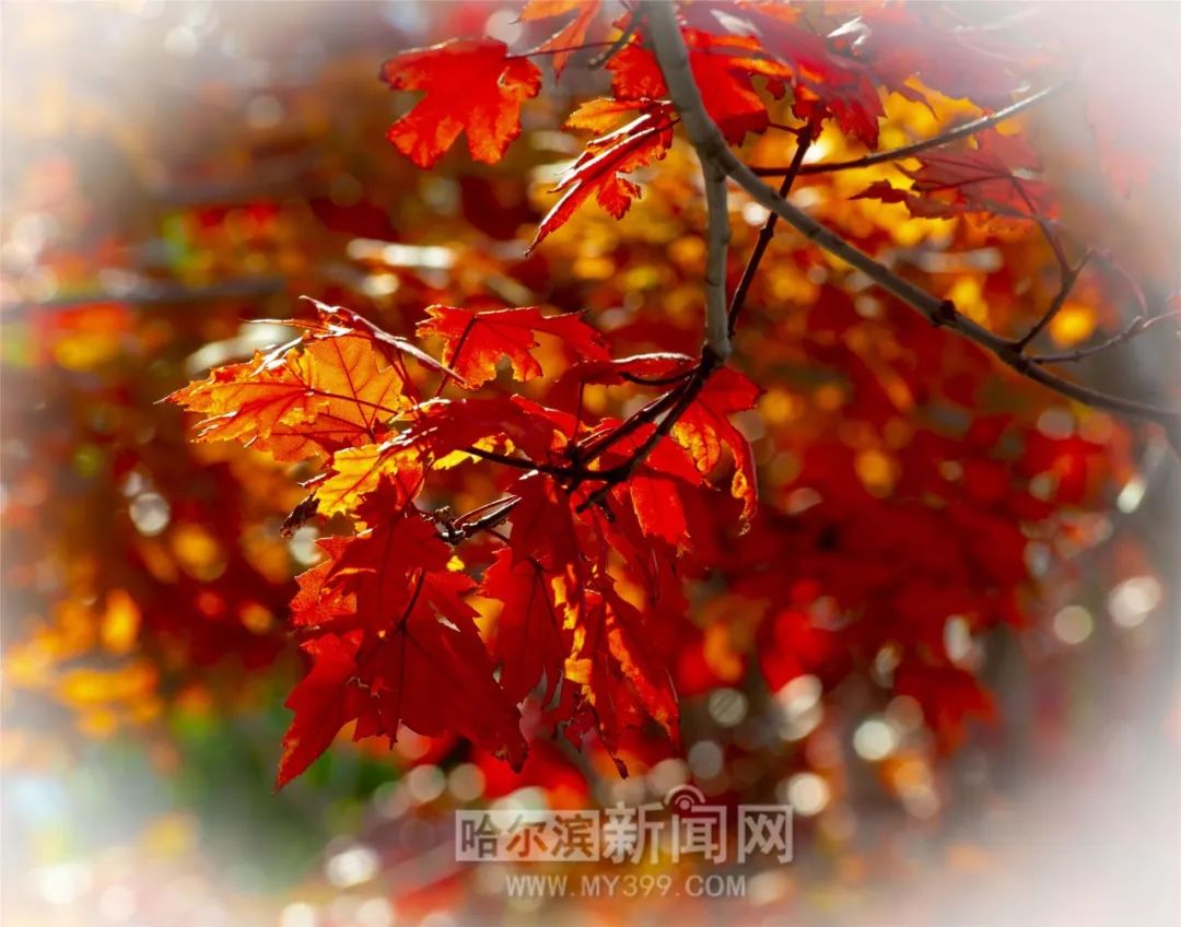 逼逼自拍 重复的逼逼自拍自我拍摄