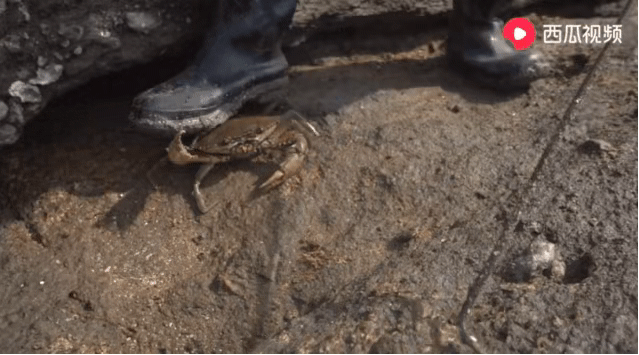 花蝴蝶高清免费看片大全 清免全也减少法律风险