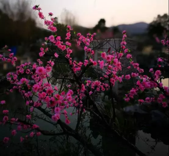 小 +蓝 短 视 频 gv 小蓝在应用商店搜索时