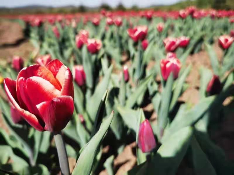 国内黑料吃瓜 部分话题存在情绪化倾向