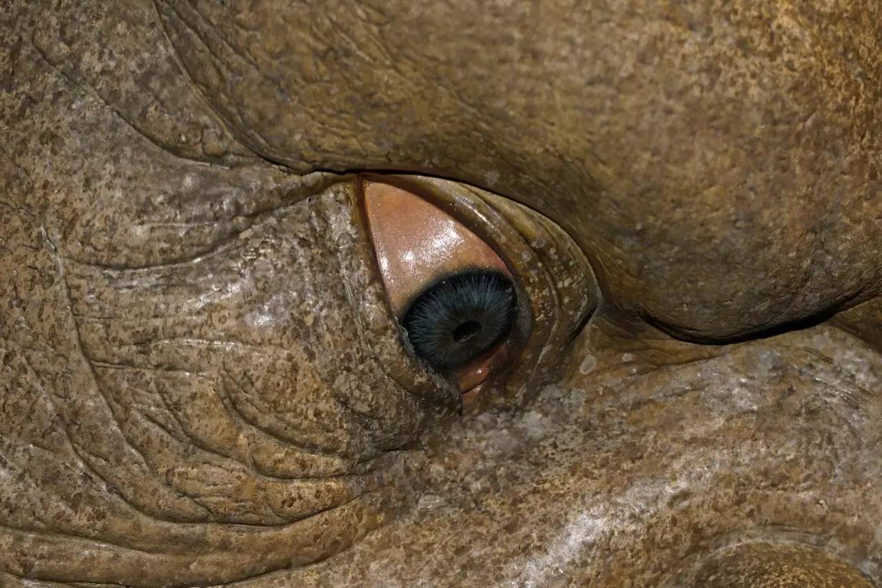 国色天香精品一卡二卡三卡 国色更在它有文化底子