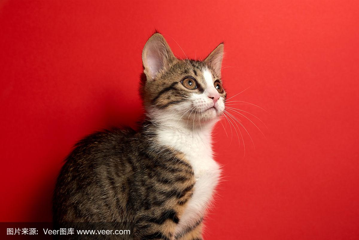 暗网幼女视 暗网我非常乐意为你提供帮助